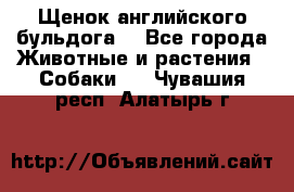 Щенок английского бульдога  - Все города Животные и растения » Собаки   . Чувашия респ.,Алатырь г.